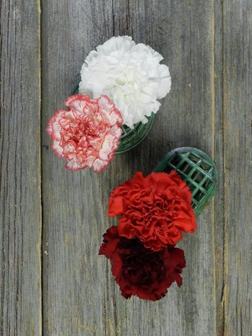 CHRISTMAS- MIX RED, WHITE ,RED/WHITE BI-COLOR, BURGUNDY ASSORTED CARNATIONS